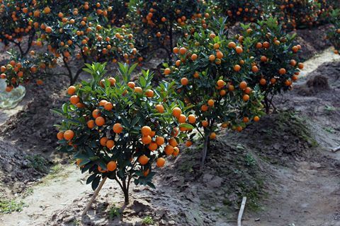 Tết 2014, quất bonsai kiểu dáng lạ đắt hàng