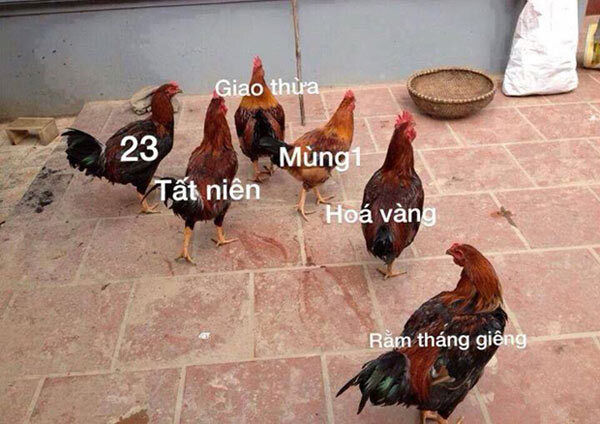 Hài hước ảnh chế ngày Tết