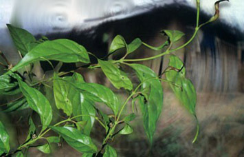 Đám tang gia đình trẻ rúng động làng quê nghèo