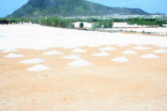 Mẹo phân biệt tỏi Lý Sơn 