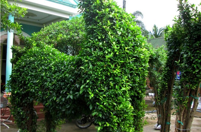 Củ cải đỏ: Mốt chơi Tết độc lạ của dân Hà Thành