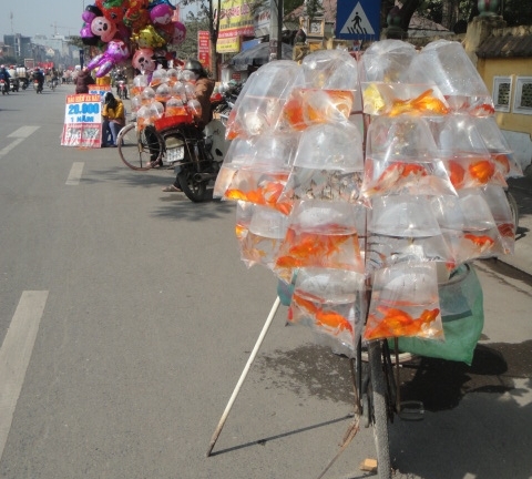 Tết ông Công ông Táo: Cá chép ngoại 