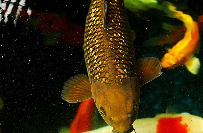 Cá chép, địa lan trăm triệu nóng trước Tết Giáp Ngọ