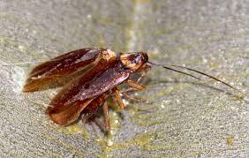 Lĩnh án 3 năm tù vì chai trà xanh không độ có gián