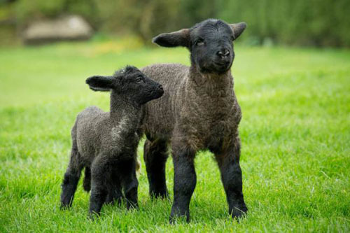 Con cừu non lớn nhất thế giới