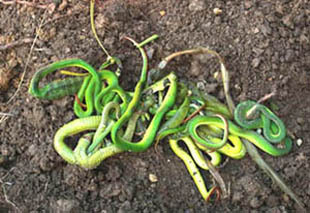 Video: Nguyên nhân rắn lục đuôi đỏ xuất hiện nhiều bất thường