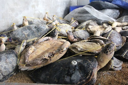 Phát hiện một số lượng lớn xác rùa biển tại khu chăn nuôi heo