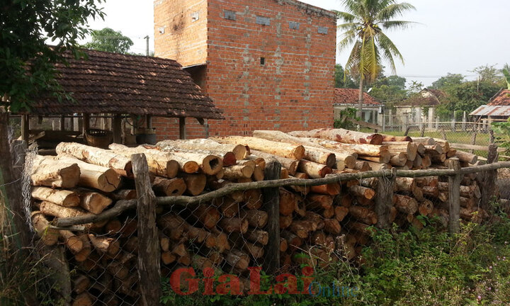 Gia Lai: Cần ngăn chặn nạn phá rừng lấy gỗ sấy thuốc lá
