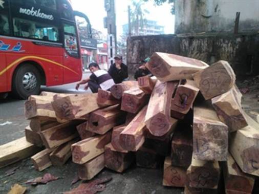 Đà Nẵng: Bắt giữ xe khách vận chuyển 1,624m3 gỗ hương
