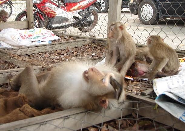 Bình Dương: Giải cứu 6 cá thể khỉ quý hiếm về thiên nhiên