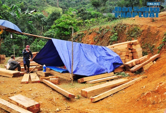 Lâm tặc ồ ạt tàn sát gỗ Pơmu