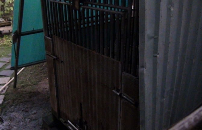 Gấu cắn cháu bé 3 tuổi không được gắn chíp theo dõi