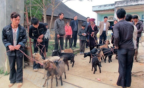 Hàng trăm con dê trao cho người nghèo ở Thanh Hóa chết bất thường
