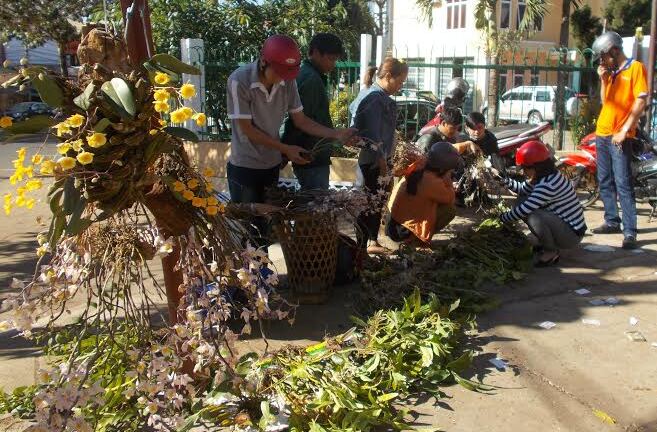 Nở rộ thú chơi lan rừng ở phố núi Gia Lai