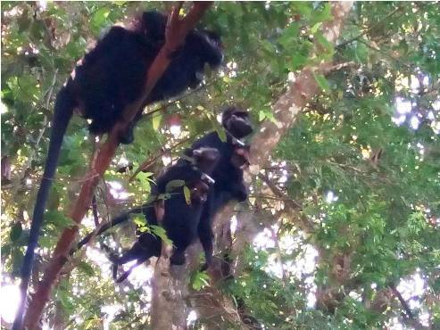 Hà Tĩnh: Thả 5 cá thể voọc quý hiếm về tự nhiên