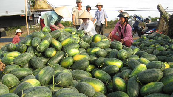 Dưa hấu được mùa, người nông dân khóc, 3 Bộ trưởng nghĩ gì?
