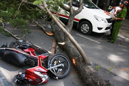 TP.HCM: Cây xanh đổ gục giữa trời nắng, 1 người nguy kịch