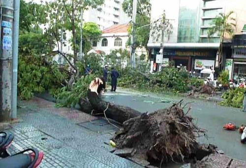 TP.HCM: Cây đổ làm người mẹ thiệt mạng, 2 trẻ bị thương