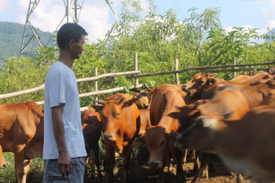 Cuộc huyết chiến của “vua bò” với ông trùm đá đỏ Lục Yên 