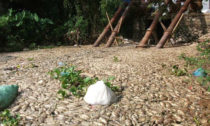 Hà Nam:  Cá chết bất thường, nổi trắng sông Nhuệ