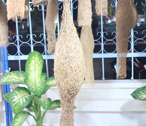 Tổ chim dồng dộc dài 1,4m xuất hiện tại Bạc Liêu