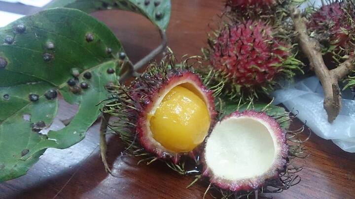 TP.HCM: Xuất hiện chôm chôm ruột vàng