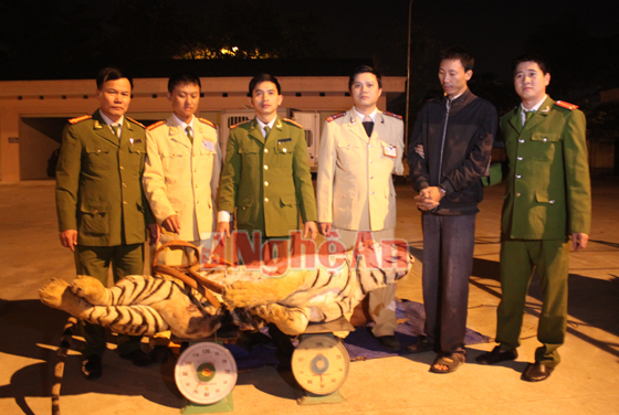 Bắt giữ hổ nặng hơn 120kg chết đông lạnh trên xe tải