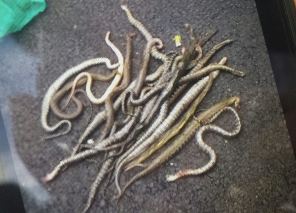 Vụ thả 3 bao tải rắn ra đường: Buôn lậu rồi phi tang?