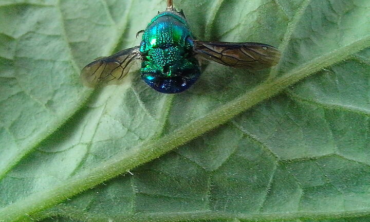 Phát hiện ong lạ giống hình máy bay trực thăng ở Phú Yên