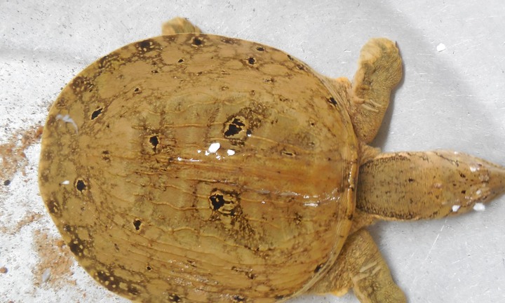 Phú Yên: Lại xuất hiện ba ba hình mặt người