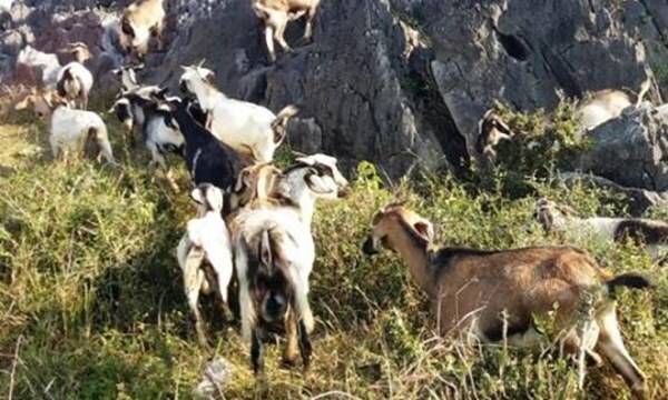 Tiếp tục chỉ đạo làm rõ vụ dê hộ nghèo 