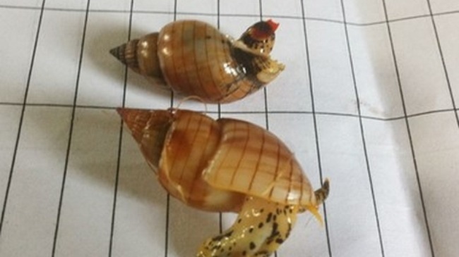 Vụ 3 ngư dân tử vong sau ăn ốc: Xác minh loại ốc cùng độc tính