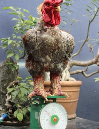 Tết Ất Mùi 2015: Gà Đông tảo 5 triệu/con vẫn cháy hàng