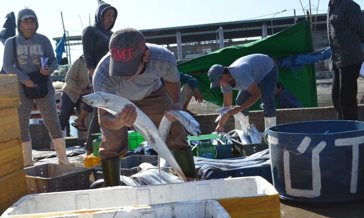 Nhiều tàu cá Trung Quốc đánh bắt trái phép ở vùng biển Việt Nam