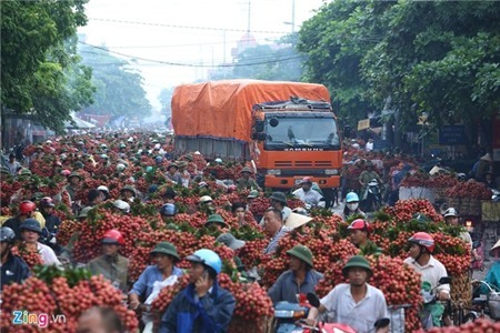 Hàng nghìn xe chở vải làm ùn tắc quốc lộ
