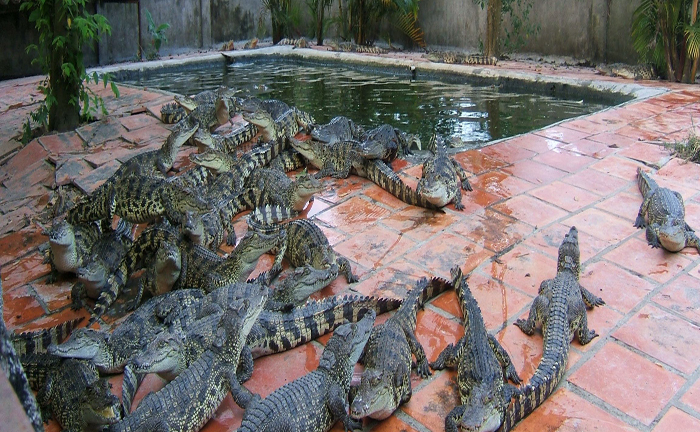 Vỡ nợ vì hám lợi bán cá sấu giá cao cho thương lái Trung Quốc