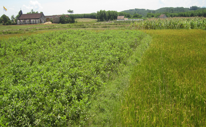 Doanh nghiệp thu mua bỏ trốn, nông dân “tố” bị ép trồng ớt