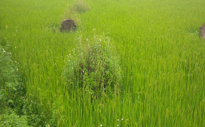 Giải mã “nhị sơn song đống” và người Tàu khoét núi giấu vàng