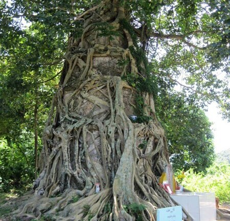 Kỳ bí ngôi tháp cổ nhiều người đến tự tử nhưng lại được cứu sống