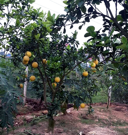 Vì sao còn 2 tháng nữa mới Tết, bưởi Diễn đã cháy hàng?