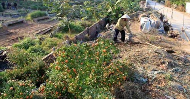 Xót xa nhìn quất Tết chục triệu chết la liệt trước Tết Nguyên đán