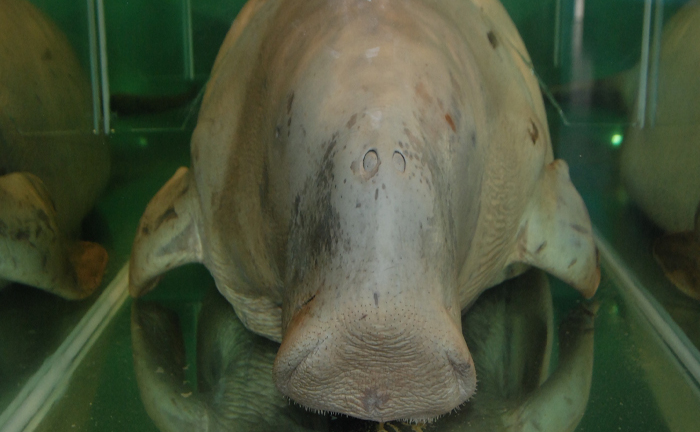 Sự tích bãi ông Đụng và chuyện khó tin về cua xe tăng, rùa 5 chân