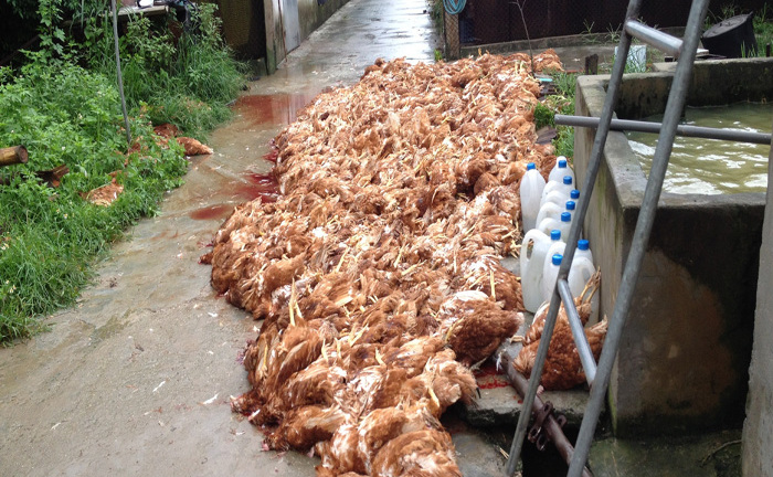 Bi hài chuyện 5.400 con gà chết vì điện ở Hải Dương