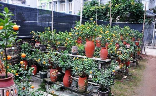 Quất cảnh chết hàng loạt, dân Hà Nội đổi sang chơi quất bình?