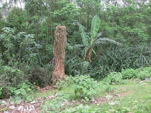 Sự thật về cây gạo linh thiêng và chuyện cô gái trẻ bị báo oán?