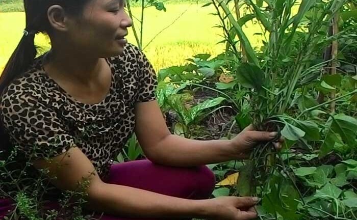 Nữ thầy lang với bài thuốc bào mòn sỏi thận nức tiếng xứ Mường