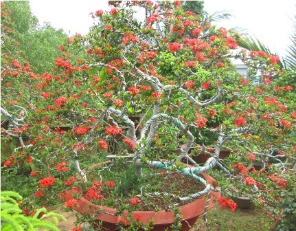 Những loại hoa quả biếu tết bắt mắt nhất 2015