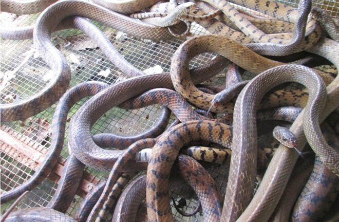 Thương lái TQ không mua rắn, nông dân miền Tây lao đao