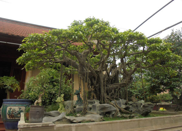 Choáng với đại gia chi 5 tỷ mua cây cảnh 120 tuổi chơi tết