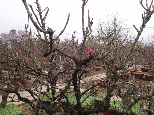 Những loại cây, quả giá chục triệu chưng tết được đại gia